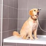 duchar perro